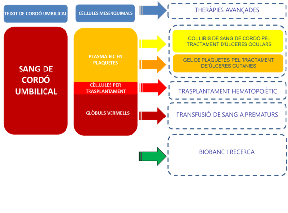 gràfic usos terapèutics sang de cordó 2021