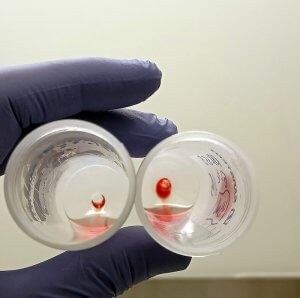 Recerca glòbuls vermells in vitro